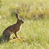 Brown Hare (Lepus capensis) sat upright in alert pose in rough grassland